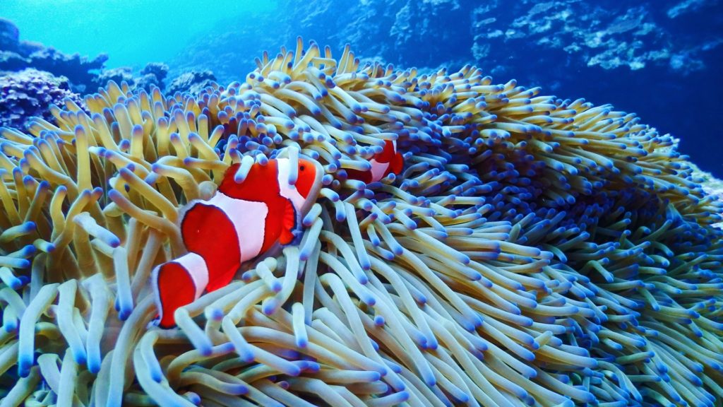 イソギンチャクとカクレクマノミ