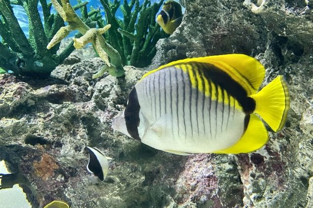 チョウチョウウオ