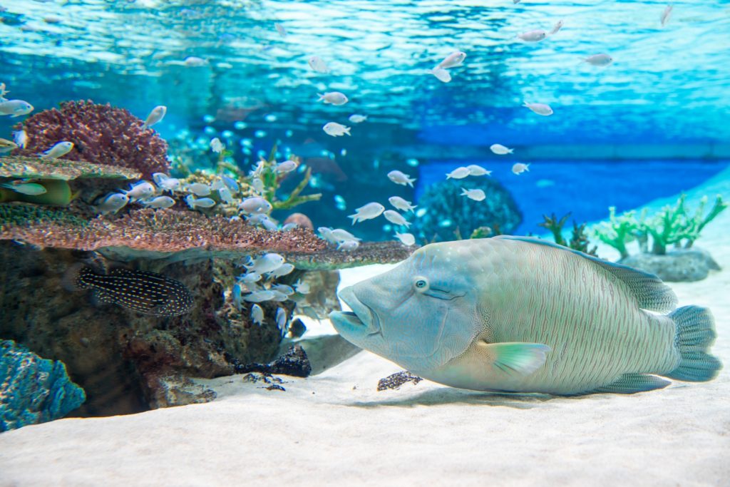 メガネモチノウオ