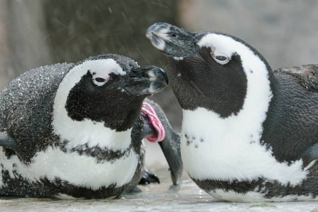 凍えるペンギン