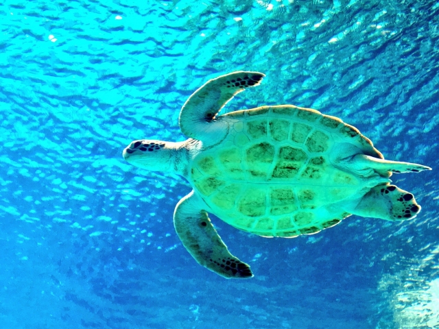 ウミガメ