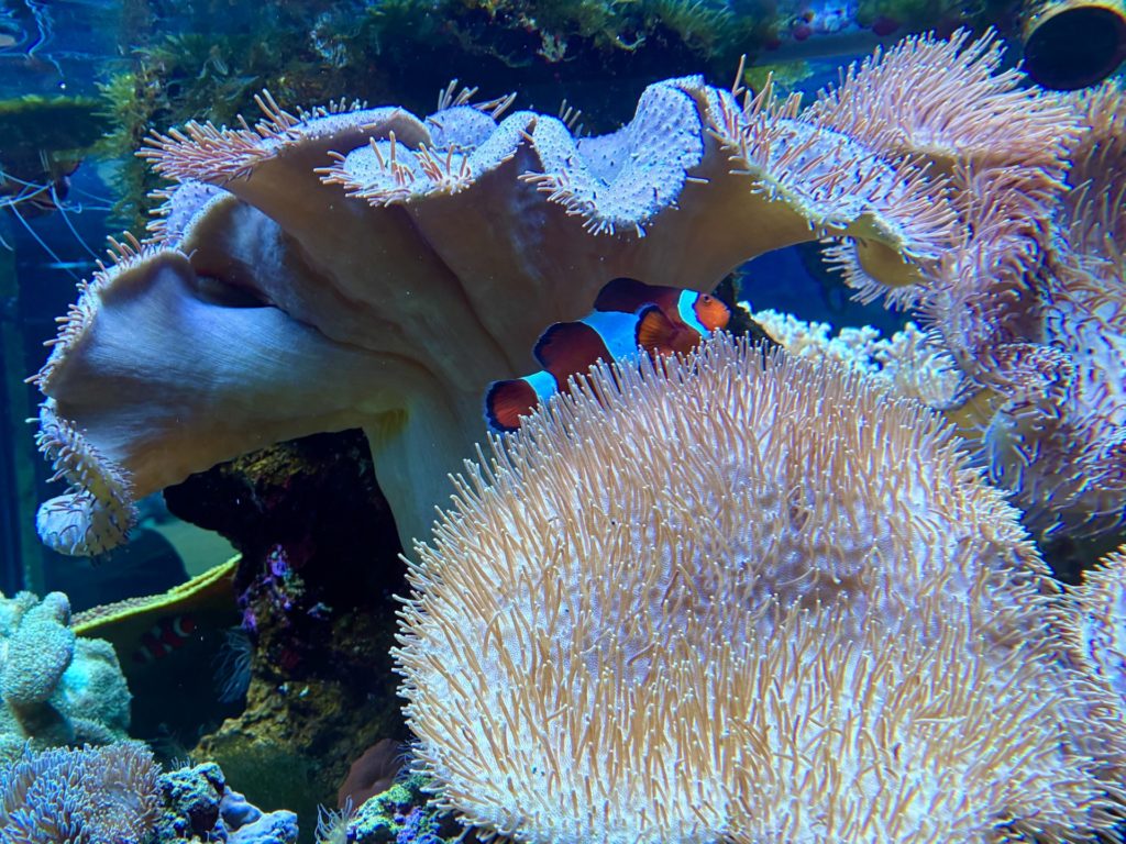 カクレクマノミ