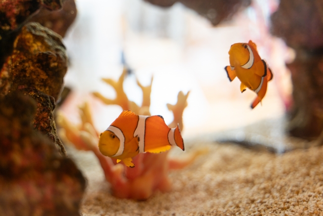 カクレクマノミ