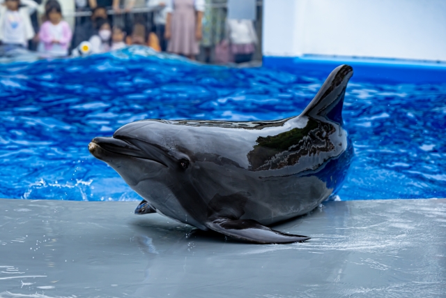 バンドウイルカ