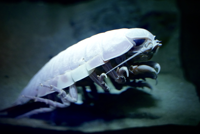 ダイオウグソクムシ