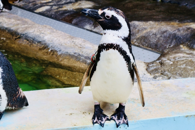 フンボルトペンギン