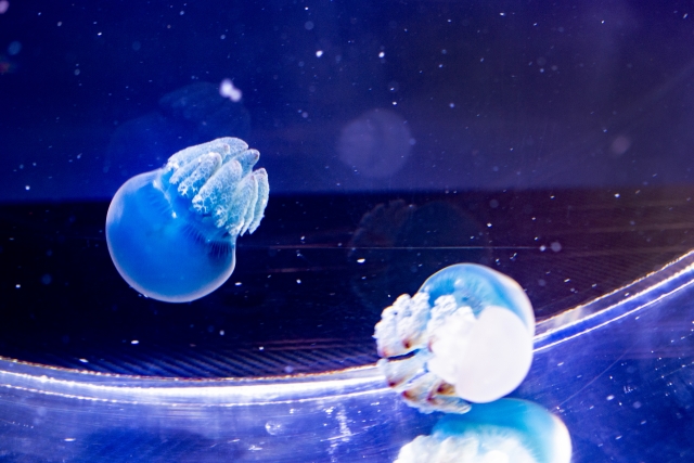 カラージェリー